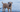 Top 10 Health Concerns for Border Terrier: Prevention and Care