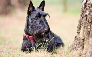 Scottish Terrier Temperament: What to Expect from Your Dog