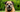 Best Diet for Border Terrier: Nutrition Tips and Food Recommendations