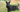 The Ultimate Guide to Scottish Terrier