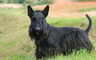 The Ultimate Guide to Scottish Terrier