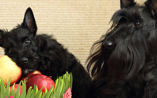 Top 10 Health Concerns for Scottish Terrier: Prevention and Care