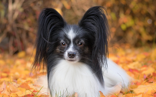 Papillon Exercise Needs: Keeping Your Papillon Fit and Happy