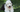 The Ultimate Guide to Old English Sheepdog