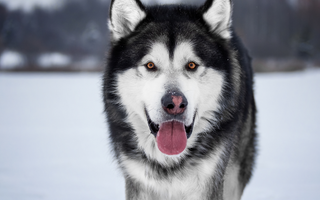 The Ultimate Guide to Alaskan Malamute