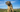 The Ultimate Guide to Border Terrier