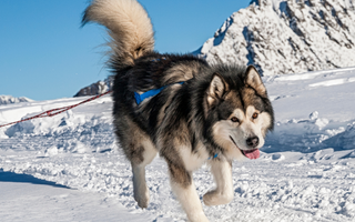 Alaskan Malamute Exercise Needs: Keeping Your Alaskan Malamute Fit and Happy