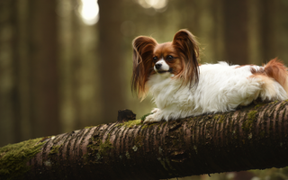 Best Diet for Papillon: Nutrition Tips and Food Recommendations