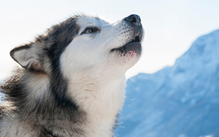 Best Diet for Alaskan Malamute: Nutrition Tips and Food Recommendations