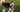 Are the Alaskan Malamute Good with Kids? A Family-Friendly Breed Analysis