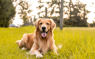 Why Orthopedic Dog Beds Are Essential for Your Pet’s Health and Comfort