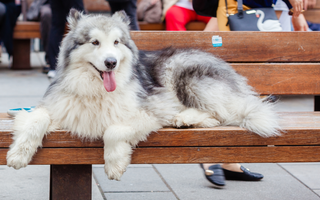 Alaskan Malamute Temperament: What to Expect from Your Dog