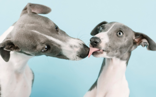 Top 10 Health Concerns for Whippet: Prevention and Care
