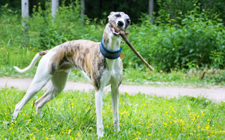 Are the Whippet Good with Kids? A Family-Friendly Breed Analysis