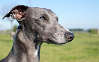 Best Diet for Whippet: Nutrition Tips and Food Recommendations