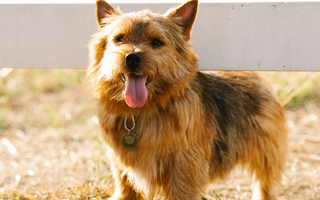 Best Diet for Norwich Terrier: Nutrition Tips and Food Recommendations