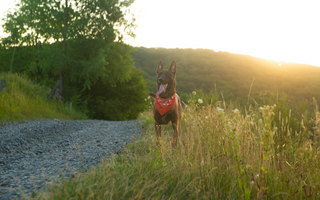 Are the Belgian Sheepdog Good with Kids? A Family-Friendly Breed Analysis
