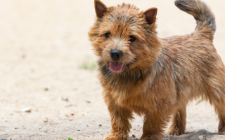 The Ultimate Guide to Norwich Terrier