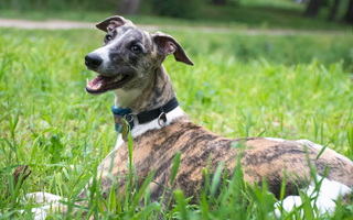 Whippet Temperament: What to Expect from Your Dog