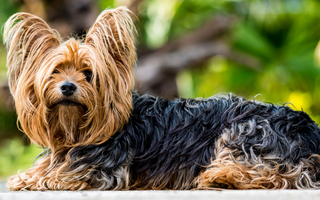 Norwich Terrier Exercise Needs: Keeping Your Norwich Terrier Fit and Happy