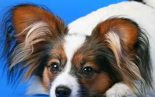 Are the Papillon Good with Kids? A Family-Friendly Breed Analysis
