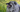 Keeshond Exercise Needs: Keeping Your Keeshond Fit and Happy