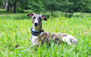 Whippet Exercise Needs: Keeping Your Whippet Fit and Happy