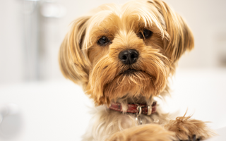 Are the Norwich Terrier Good with Kids? A Family-Friendly Breed Analysis