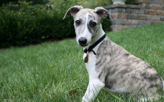 The Ultimate Guide to Whippet