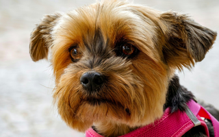 Norwich Terrier Temperament: What to Expect from Your Dog