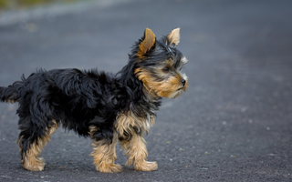 Top 10 Health Concerns for Norwich Terrier: Prevention and Care