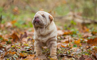 Best Diet for Chinese Shar-Pei: Nutrition Tips and Food Recommendations
