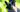 The Ultimate Guide to Belgian Sheepdog