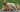 Are the Chinese Shar-Pei Good with Kids? A Family-Friendly Breed Analysis