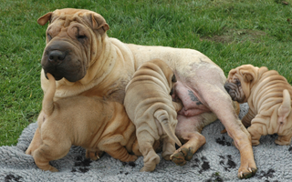 Are the Chinese Shar-Pei Good with Kids? A Family-Friendly Breed Analysis