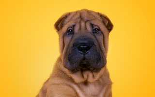 The Ultimate Guide to Chinese Shar-Pei