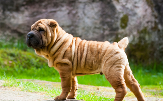 Chinese Shar-Pei Exercise Needs: Keeping Your Chinese Shar-Pei Fit and Happy