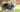 Are the Keeshond Good with Kids? A Family-Friendly Breed Analysis