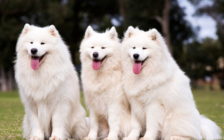 Top 10 Health Concerns for Samoyed: Prevention and Care