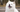 Samoyed Temperament: What to Expect from Your Dog