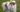 Top 10 Health Concerns for Japanese Chin: Prevention and Care