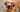 Top 10 Health Concerns for Bloodhound: Prevention and Care