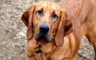 Top 10 Health Concerns for Bloodhound: Prevention and Care