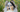 Best Diet for Old English Sheepdog: Nutrition Tips and Food Recommendations