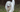 Samoyed Exercise Needs: Keeping Your Samoyed Fit and Happy