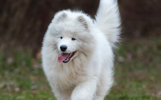 Samoyed Exercise Needs: Keeping Your Samoyed Fit and Happy