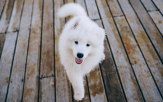 Best Diet for Samoyed: Nutrition Tips and Food Recommendations