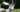 Japanese Chin Temperament: What to Expect from Your Dog