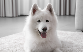 Are the Samoyed Good with Kids? A Family-Friendly Breed Analysis