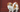 Best Diet for Japanese Chin: Nutrition Tips and Food Recommendations